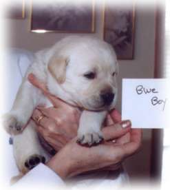 Blue Boy at 3 weeks