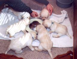 Puppies' first meal at 3 weeks