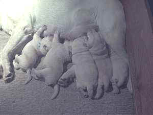 Hungry pups at 1 week