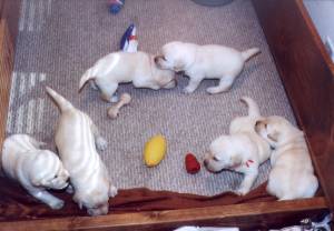 Pups playing at 3 weeks