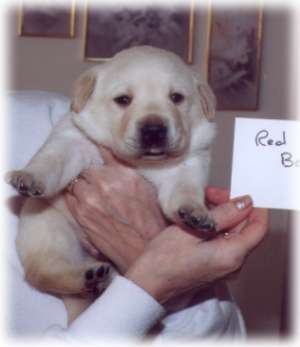 Red Boy at 3 weeks