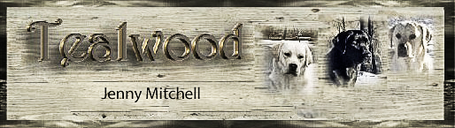 Tealwood Labradors