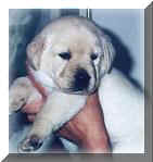 Litter Page