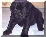 Zooty & Major Puppies 2001