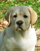 Buddy