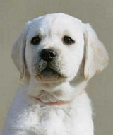 Isla